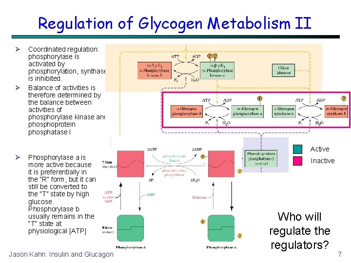 Regulation of Glycogen Metabolism II Coordinated regulation: phosphorylase is activated by phosphorylation, synthase is