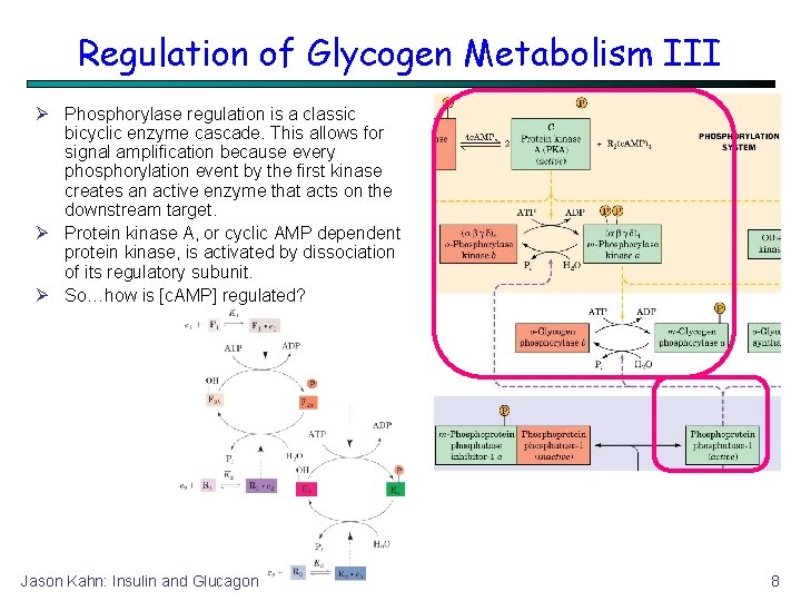 Regulation of Glycogen Metabolism III Phosphorylase regulation is a classic bicyclic enzyme cascade. This