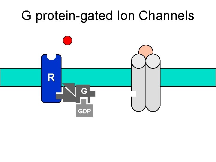 G protein-gated Ion Channels R G GDP 