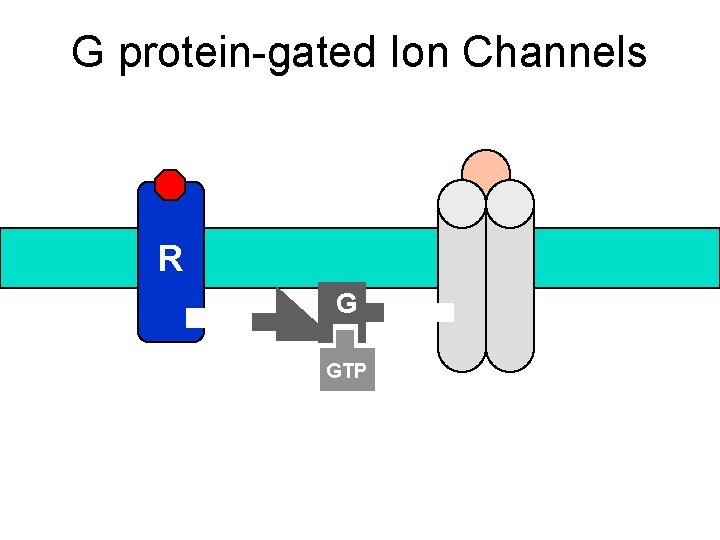 G protein-gated Ion Channels R G GTP 