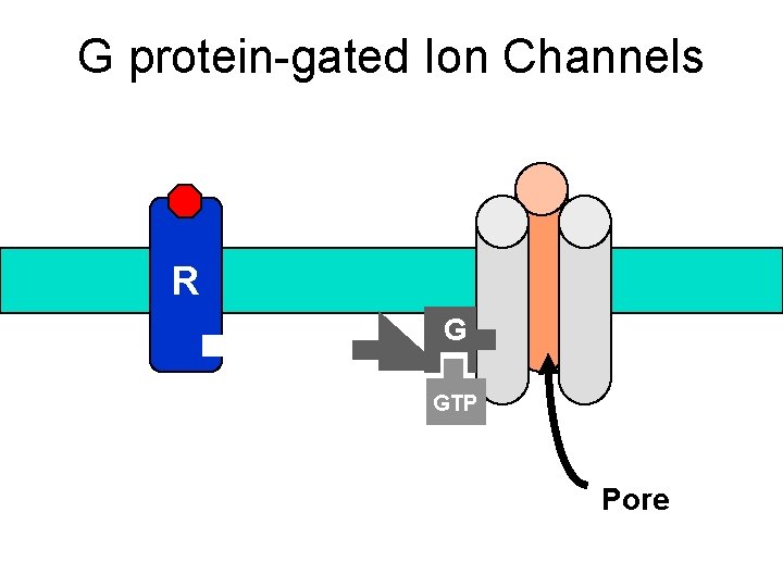 G protein-gated Ion Channels R G GTP Pore 