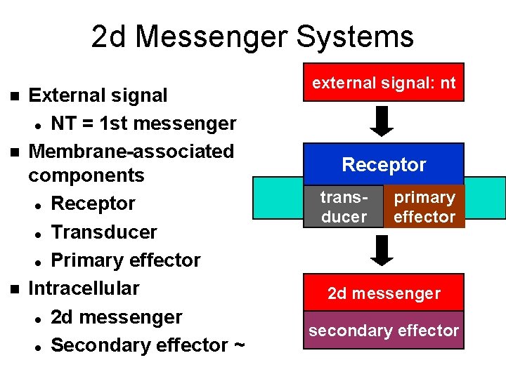 2 d Messenger Systems n n n External signal l NT = 1 st