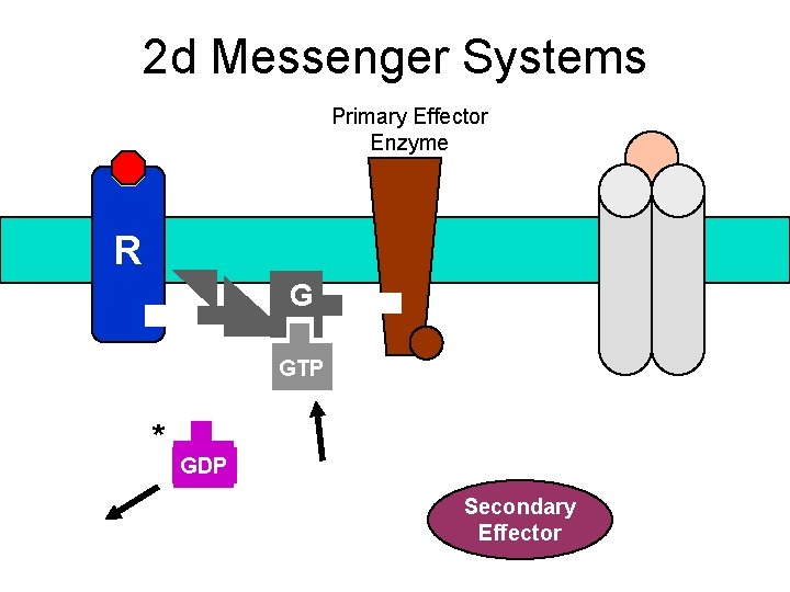 2 d Messenger Systems Primary Effector Enzyme R G GTP * GDP Secondary Effector