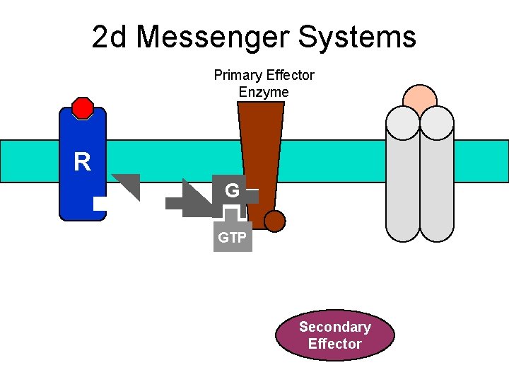 2 d Messenger Systems Primary Effector Enzyme R G GTP Secondary Effector 