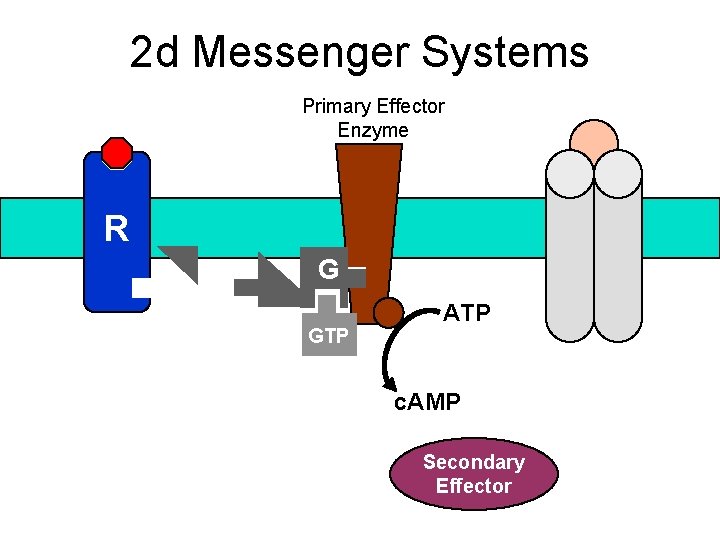 2 d Messenger Systems Primary Effector Enzyme R G GTP ATP c. AMP Secondary