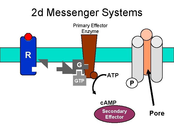 2 d Messenger Systems Primary Effector Enzyme R G GTP ATP P c. AMP