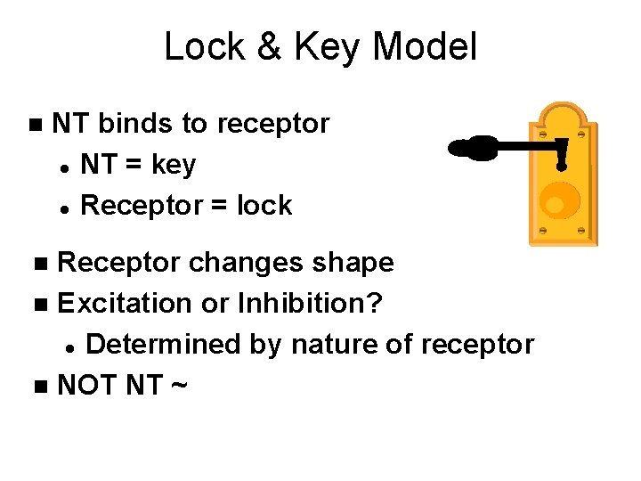 Lock & Key Model n NT binds to receptor l NT = key l