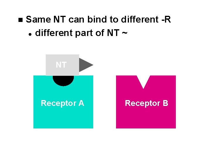 n Same NT can bind to different -R l different part of NT ~