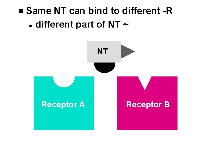 n Same NT can bind to different -R l different part of NT ~