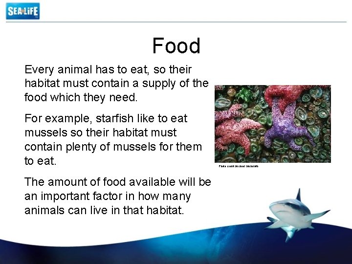 Food Every animal has to eat, so their habitat must contain a supply of