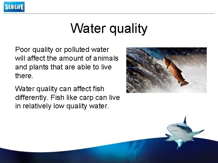 Water quality Poor quality or polluted water will affect the amount of animals and