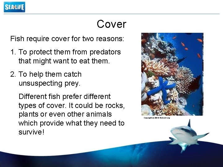 Cover Fish require cover for two reasons: 1. To protect them from predators that