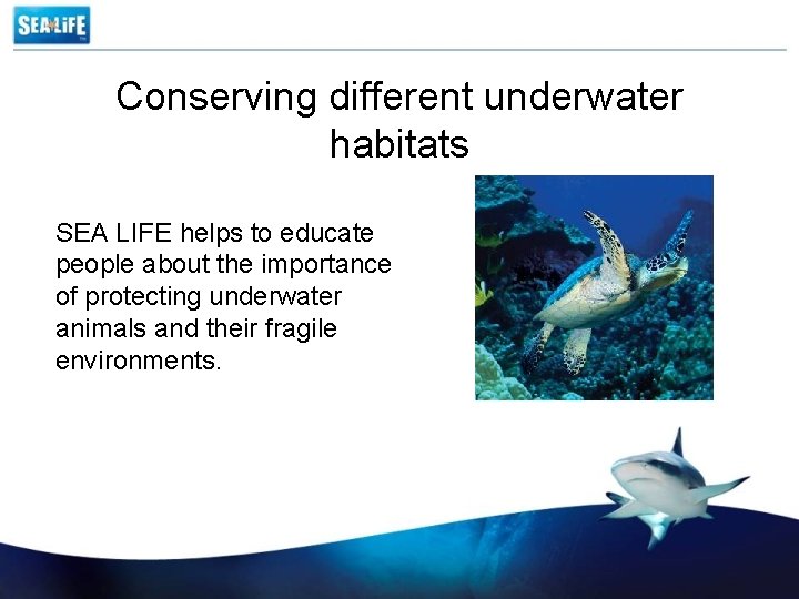 Conserving different underwater habitats SEA LIFE helps to educate people about the importance of