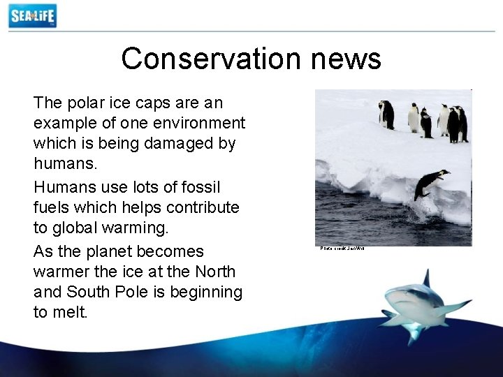 Conservation news The polar ice caps are an example of one environment which is