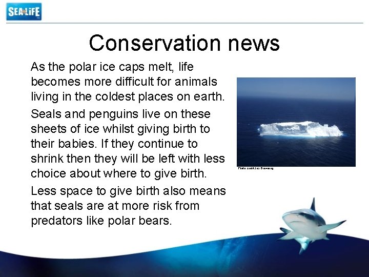 Conservation news As the polar ice caps melt, life becomes more difficult for animals