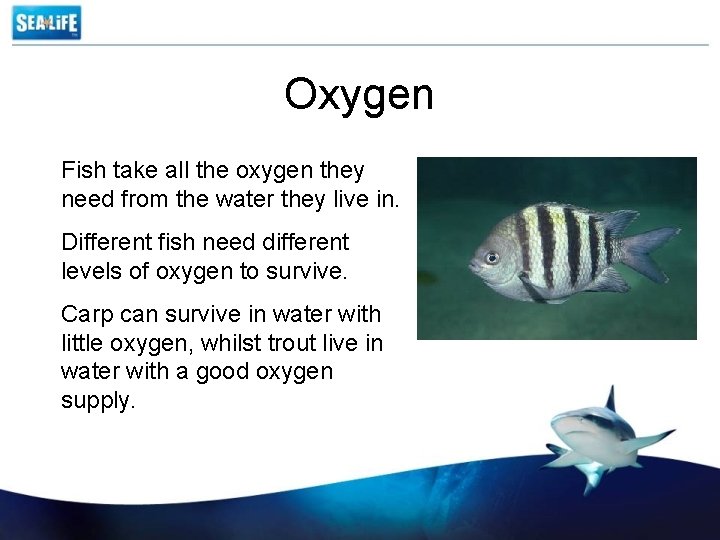 Oxygen Fish take all the oxygen they need from the water they live in.