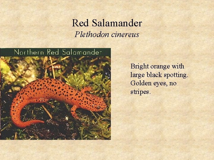 Red Salamander Plethodon cinereus Bright orange with large black spotting. Golden eyes, no stripes.
