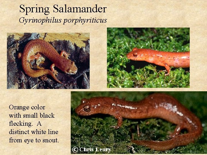 Spring Salamander Gyrinophilus porphyriticus Orange color with small black flecking. A distinct white line
