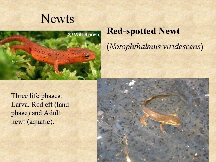 Newts Red-spotted Newt (Notophthalmus viridescens) Three life phases: Larva, Red eft (land phase) and