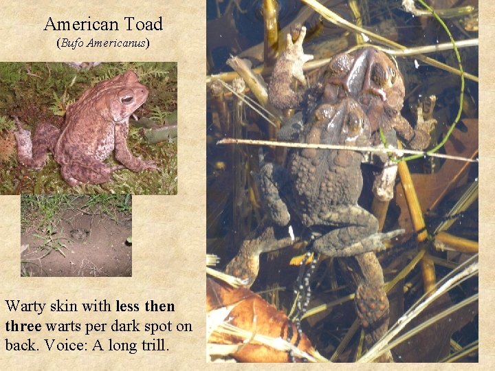 American Toad (Bufo Americanus) Warty skin with less then three warts per dark spot