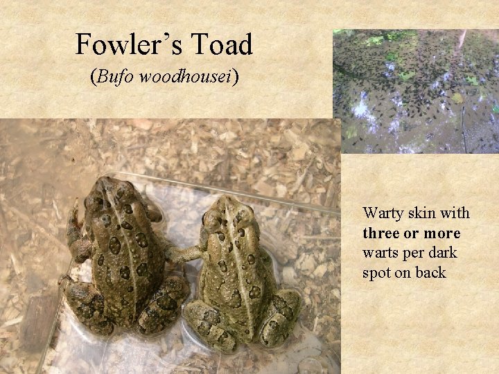 Fowler’s Toad (Bufo woodhousei) Warty skin with three or more warts per dark spot