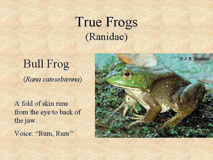 True Frogs (Ranidae) Bull Frog (Rana catesebienna) A fold of skin runs from the