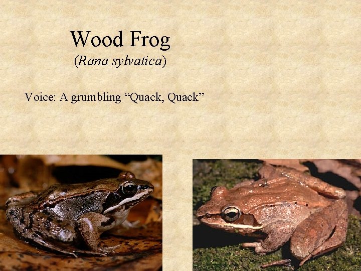 Wood Frog (Rana sylvatica) Voice: A grumbling “Quack, Quack” 