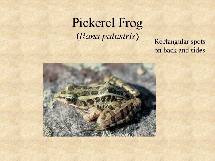 Pickerel Frog (Rana palustris) Rectangular spots on back and sides. 