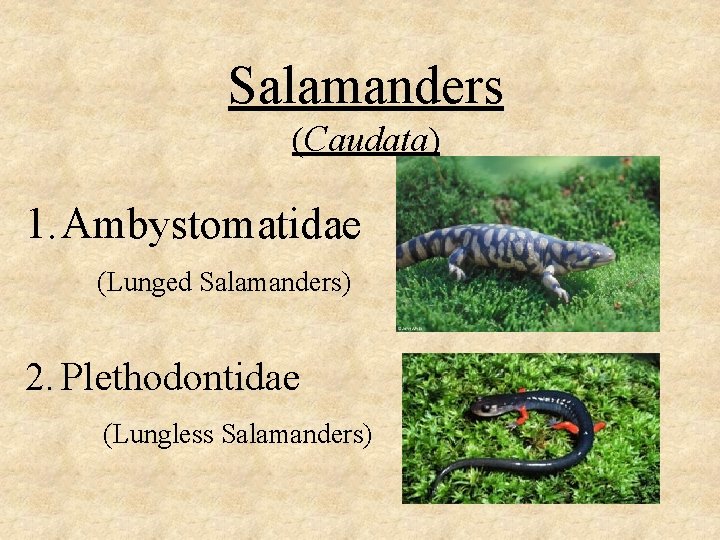 Salamanders (Caudata) 1. Ambystomatidae (Lunged Salamanders) 2. Plethodontidae (Lungless Salamanders) 