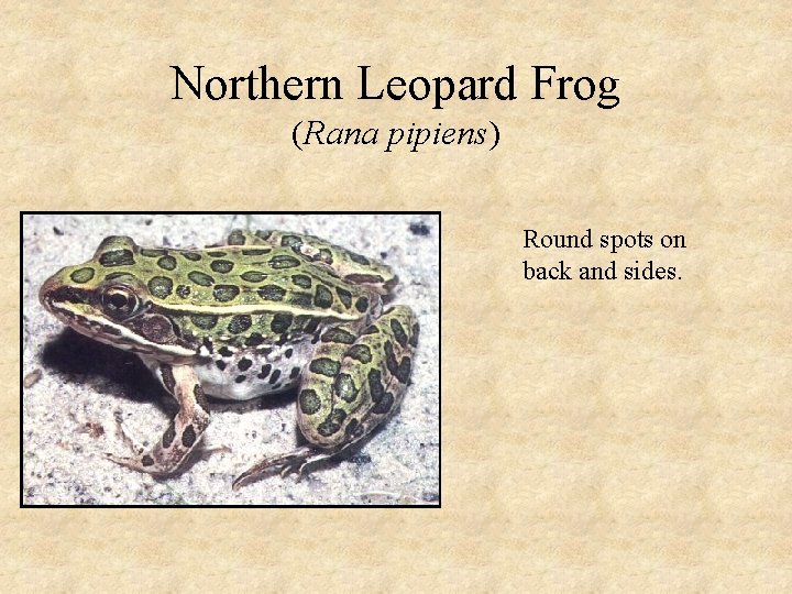 Northern Leopard Frog (Rana pipiens) Round spots on back and sides. 