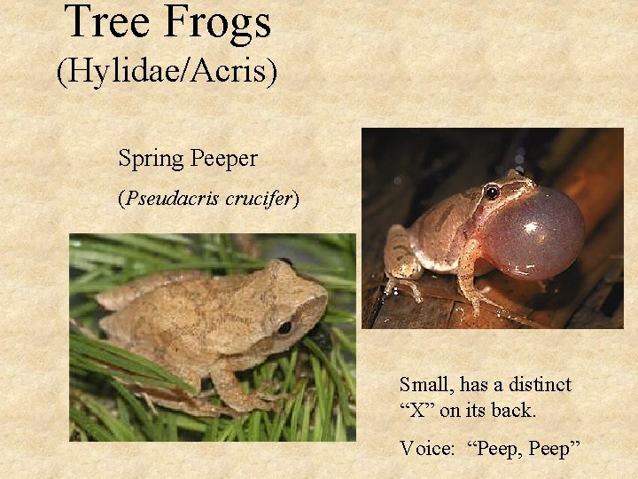 Tree Frogs (Hylidae/Acris) Spring Peeper (Pseudacris crucifer) Small, has a distinct “X” on its