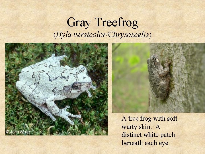 Gray Treefrog (Hyla versicolor/Chrysoscelis) A tree frog with soft warty skin. A distinct white