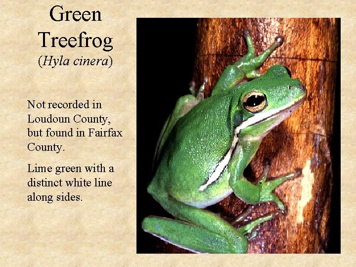 Green Treefrog (Hyla cinera) Not recorded in Loudoun County, but found in Fairfax County.