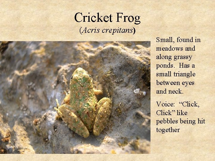 Cricket Frog (Acris crepitans) Small, found in meadows and along grassy ponds. Has a