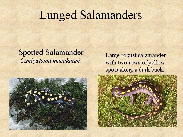 Lunged Salamanders Spotted Salamander (Ambystoma maculatum) Large robust salamander with two rows of yellow