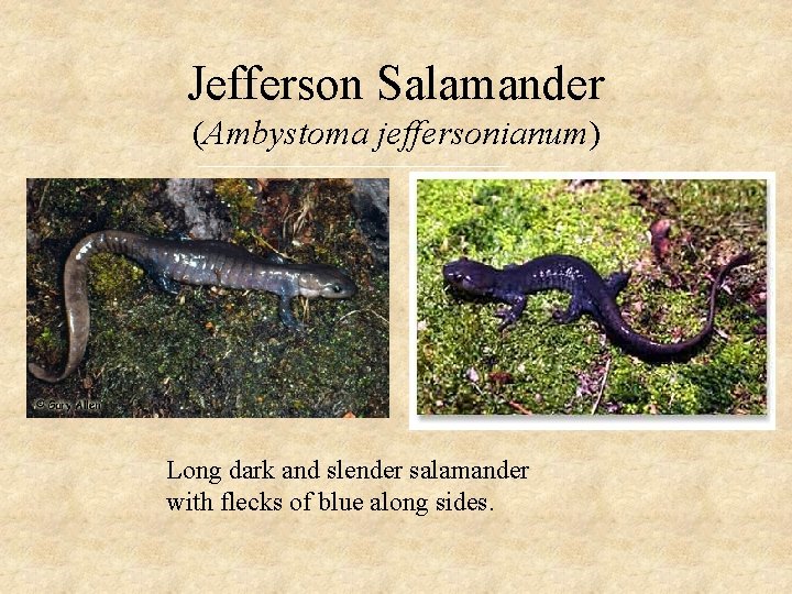 Jefferson Salamander (Ambystoma jeffersonianum) Long dark and slender salamander with flecks of blue along