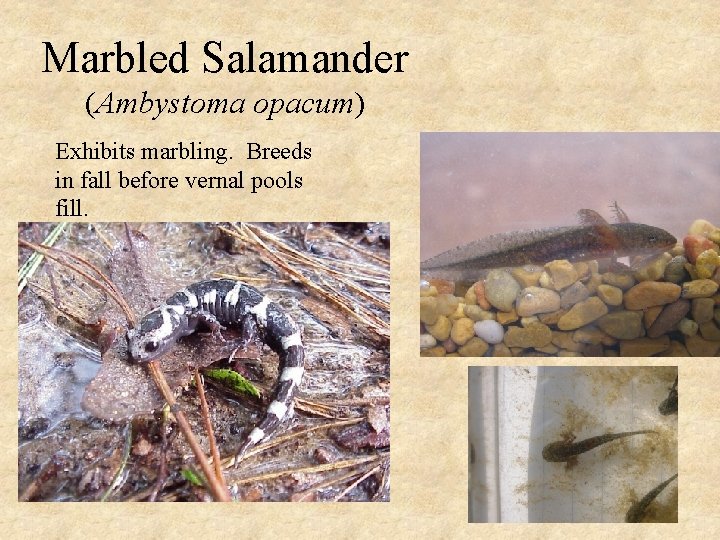 Marbled Salamander (Ambystoma opacum) Exhibits marbling. Breeds in fall before vernal pools fill. 