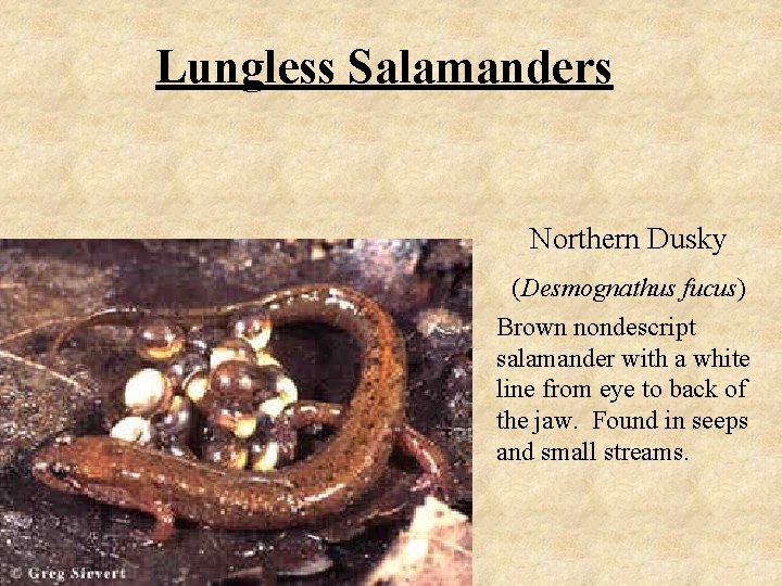 Lungless Salamanders Northern Dusky (Desmognathus fucus) Brown nondescript salamander with a white line from