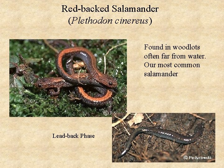 Red-backed Salamander (Plethodon cinereus) Found in woodlots often far from water. Our most common