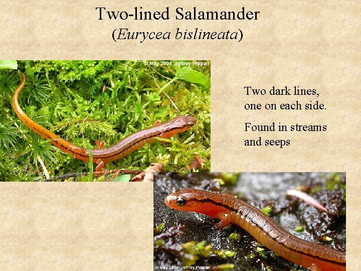 Two-lined Salamander (Eurycea bislineata) Two dark lines, one on each side. Found in streams