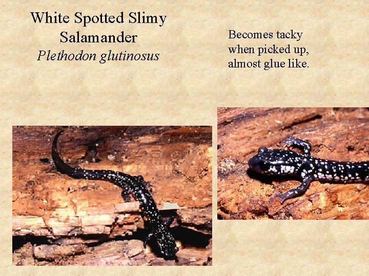 White Spotted Slimy Salamander Plethodon glutinosus Becomes tacky when picked up, almost glue like.