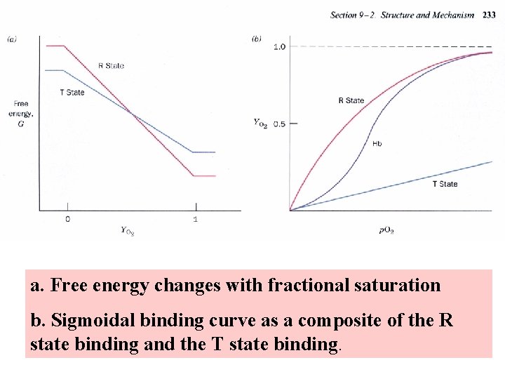 a. Free energy changes with fractional saturation b. Sigmoidal binding curve as a composite