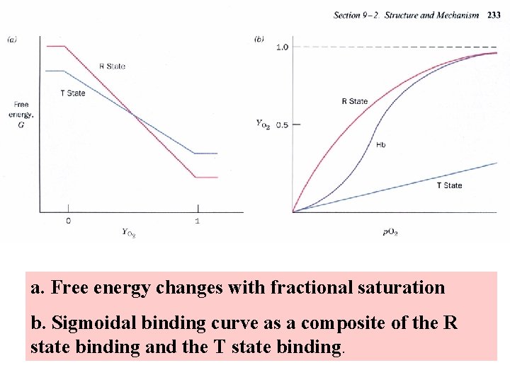 a. Free energy changes with fractional saturation b. Sigmoidal binding curve as a composite