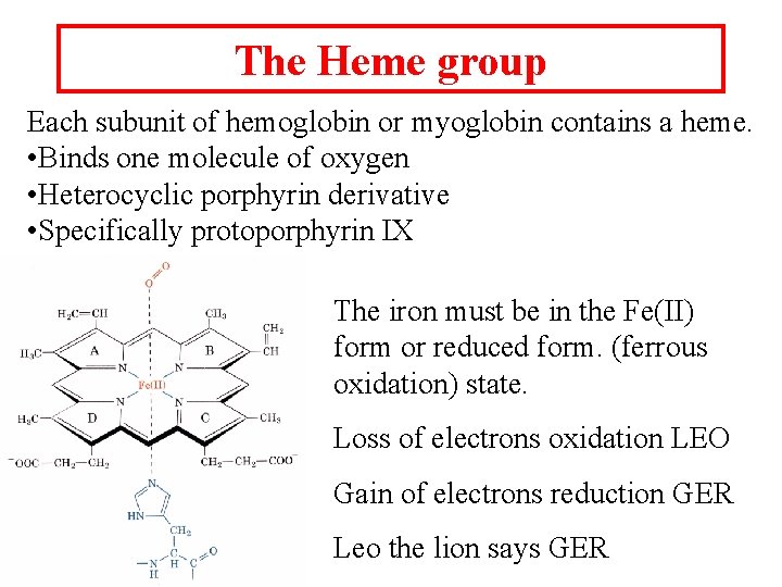 The Heme group Each subunit of hemoglobin or myoglobin contains a heme. • Binds