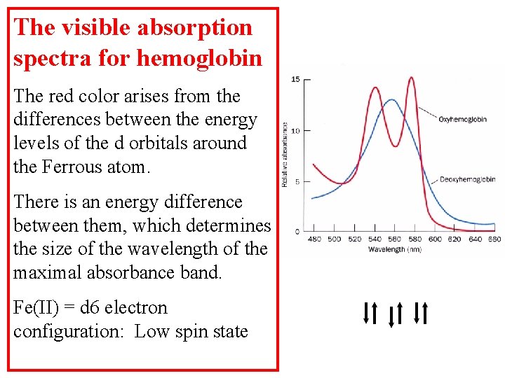 The visible absorption spectra for hemoglobin The red color arises from the differences between