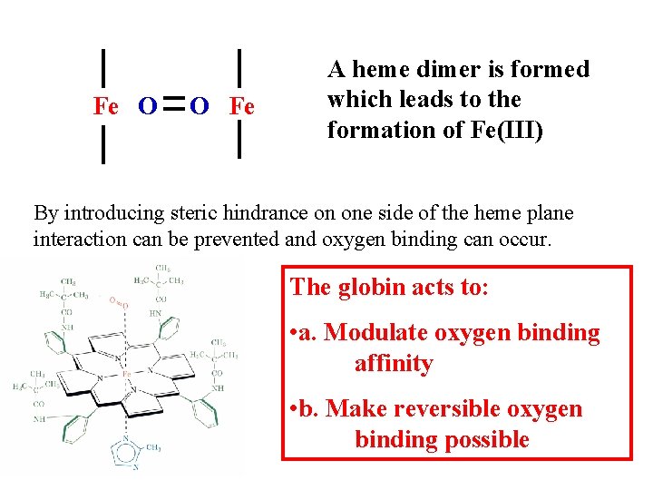 Fe O O Fe A heme dimer is formed which leads to the formation