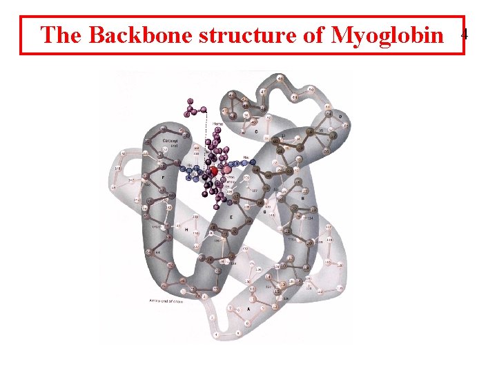 The Backbone structure of Myoglobin 4 