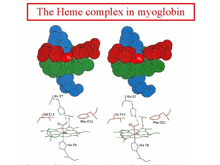 The Heme complex in myoglobin 