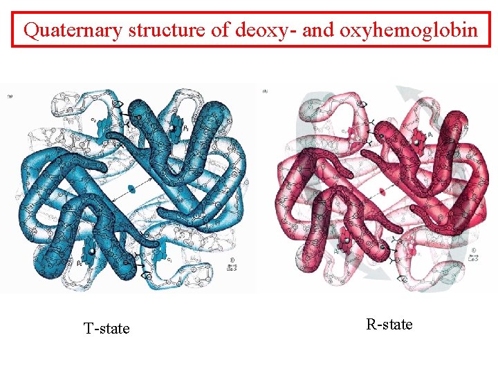 Quaternary structure of deoxy- and oxyhemoglobin T-state R-state 