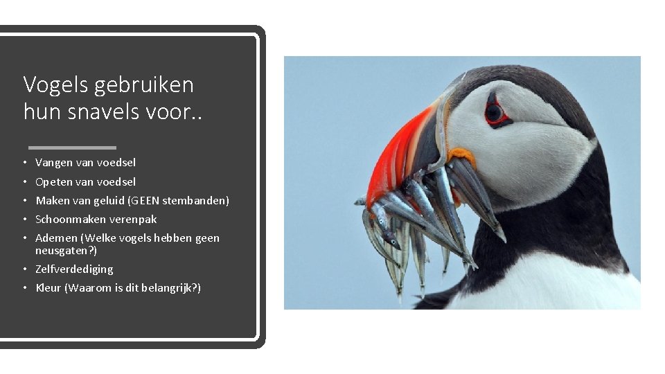 Vogels gebruiken hun snavels voor. . • • • Vangen van voedsel Opeten van